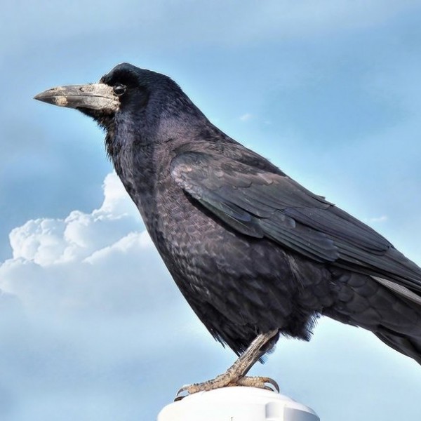 El cuervo negro